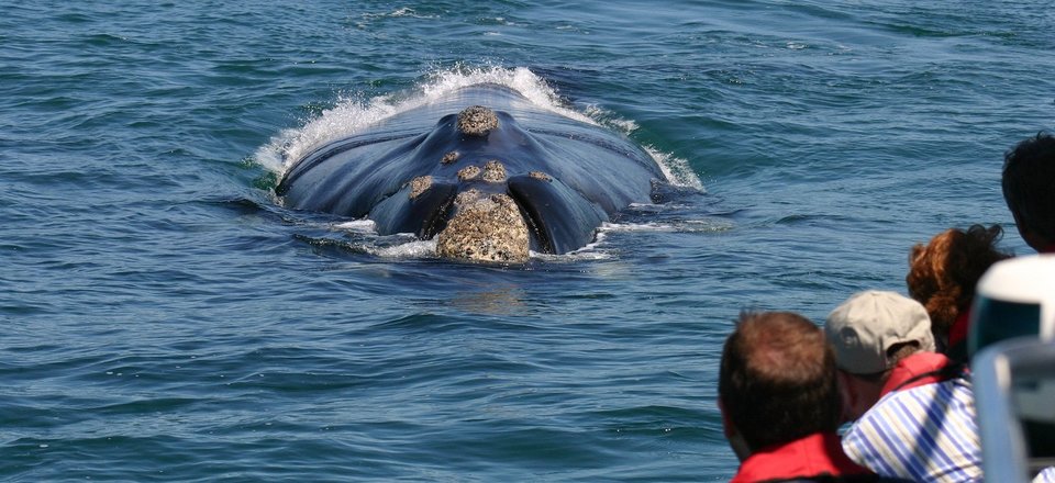 Get Up Close and Personal with the Gentle Giants of the Ocean